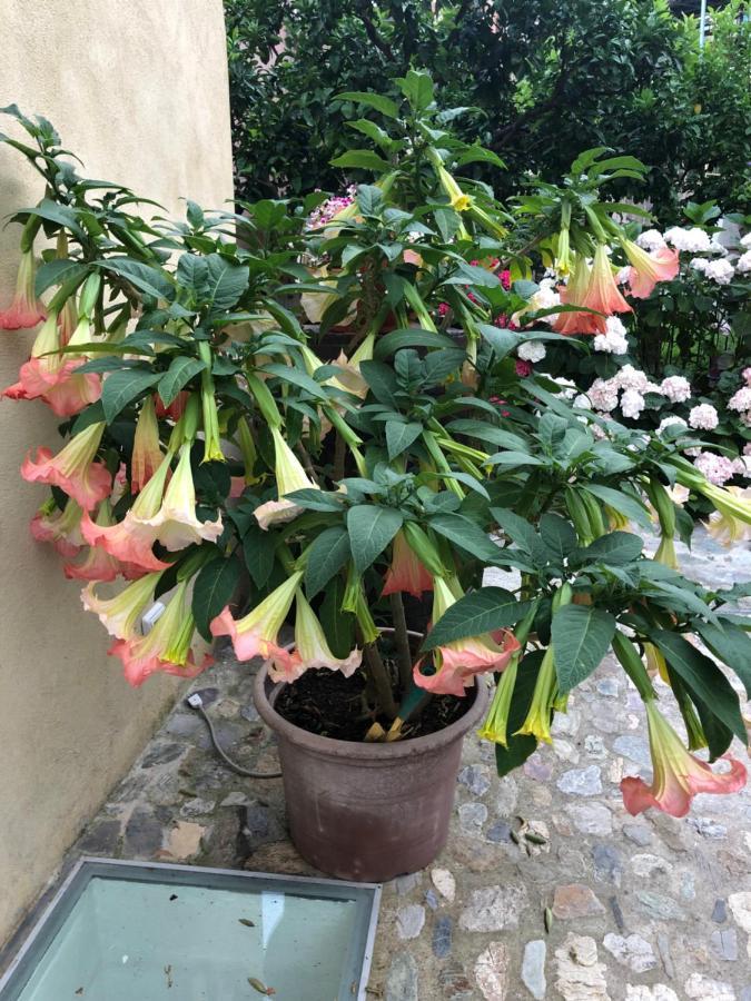 B&B Ca' Du Brigidin Tovo San Giacomo ภายนอก รูปภาพ